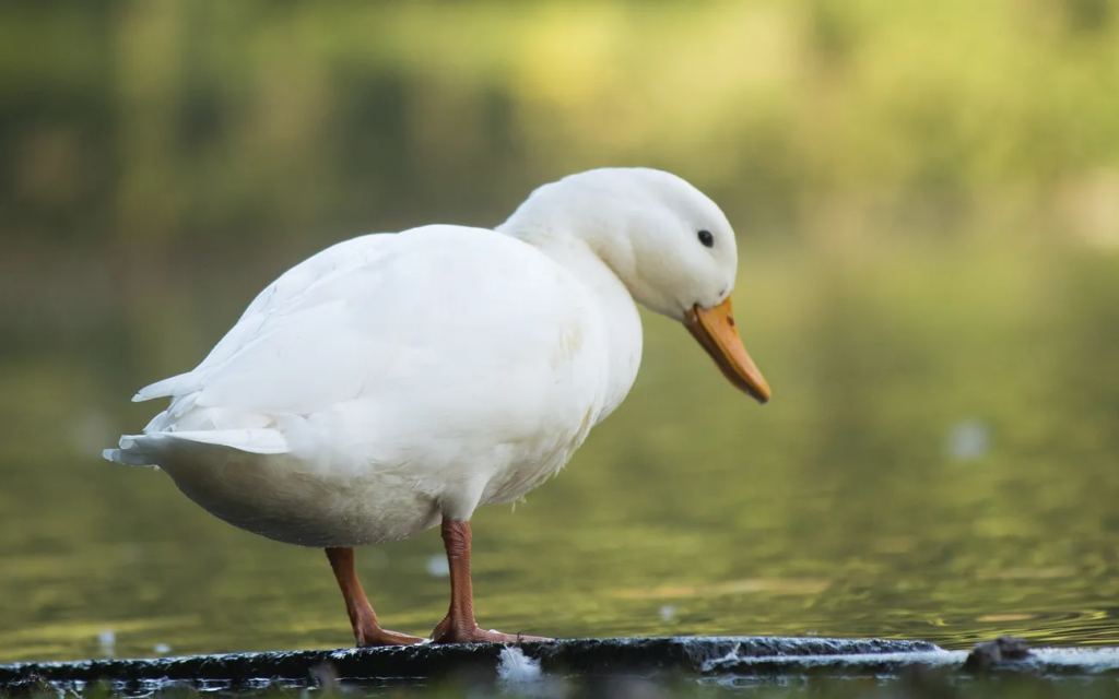 American Pekin duck