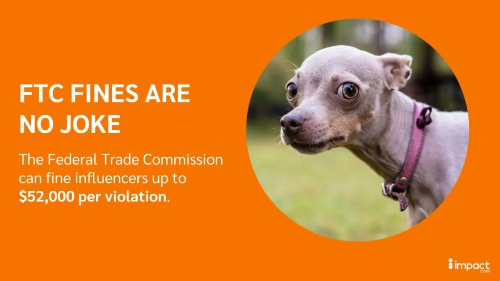 A close-up of a gray dog with a curious expression against an orange background, highlighting FTC fines for influencers.