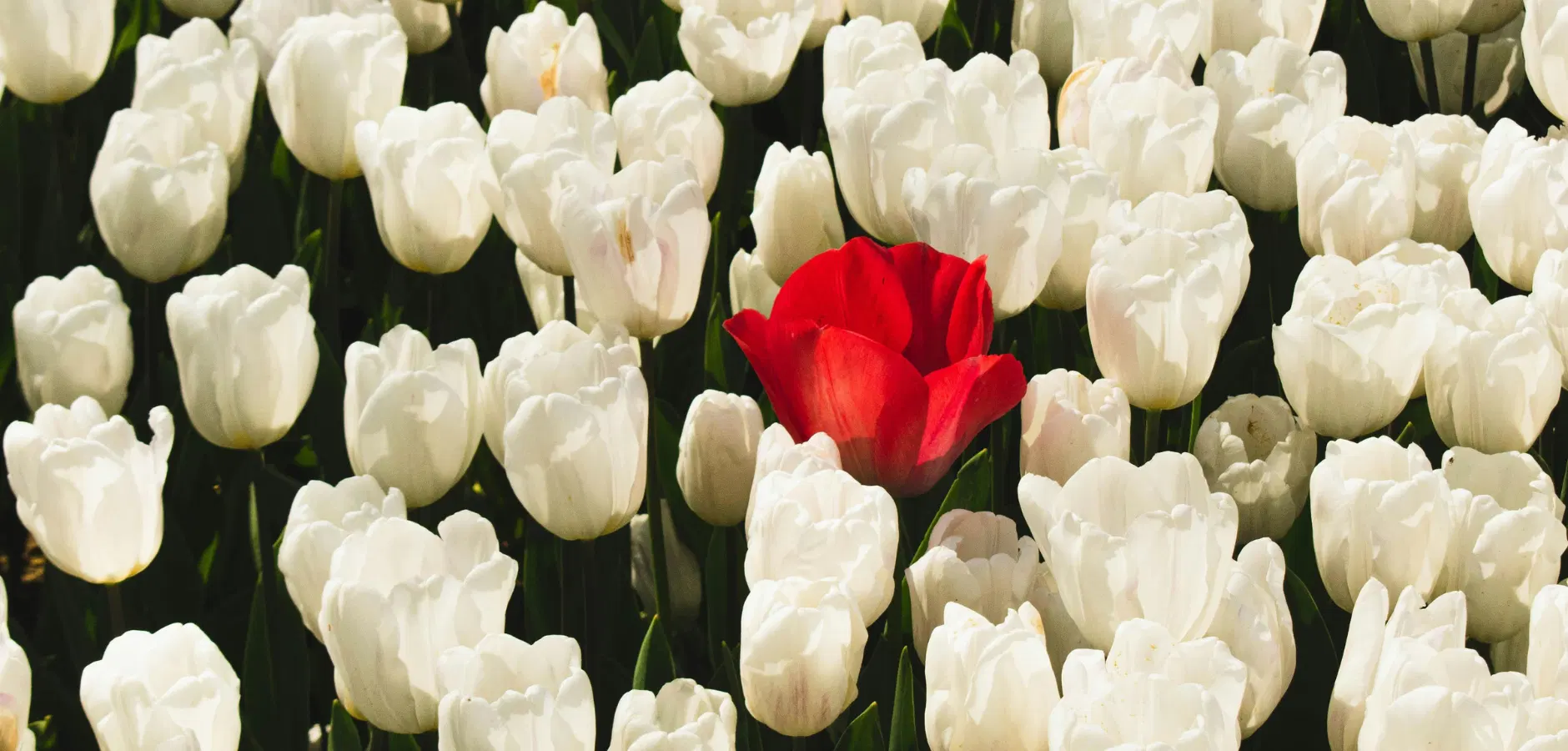 A vibrant red tulip stands out among a sea of white tulips in full bloom, creating a striking contrast in the garden.