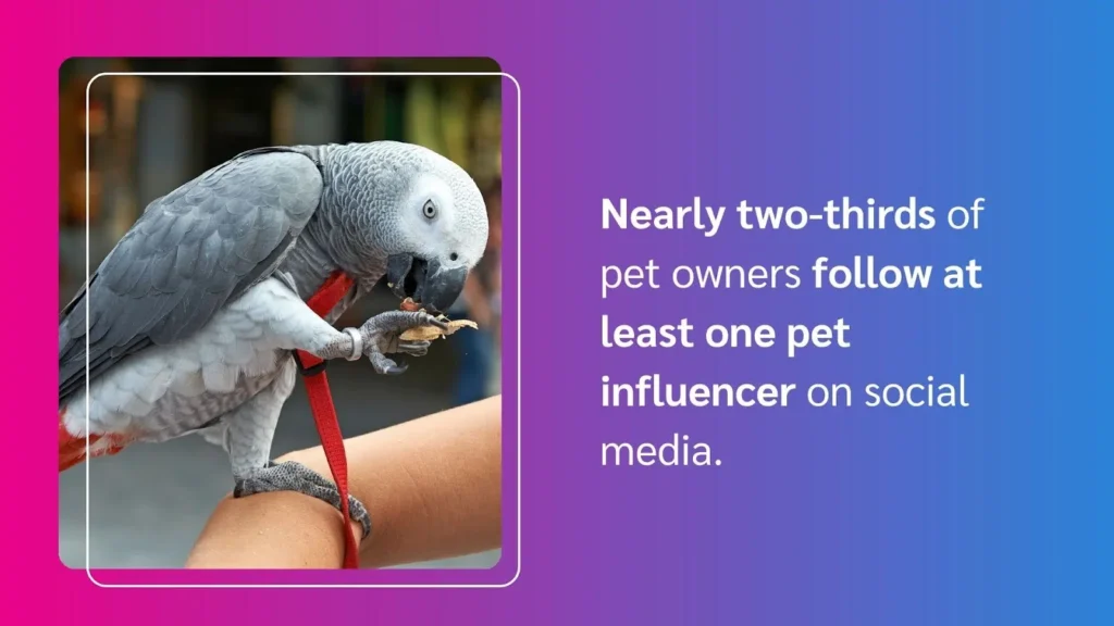 A gray parrot on a person's arm, nibbling a treat, beside text about pet influencer followership on social media.