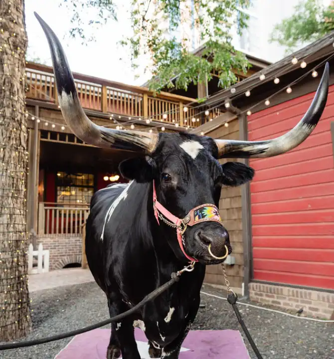 Bull at iPX25 event