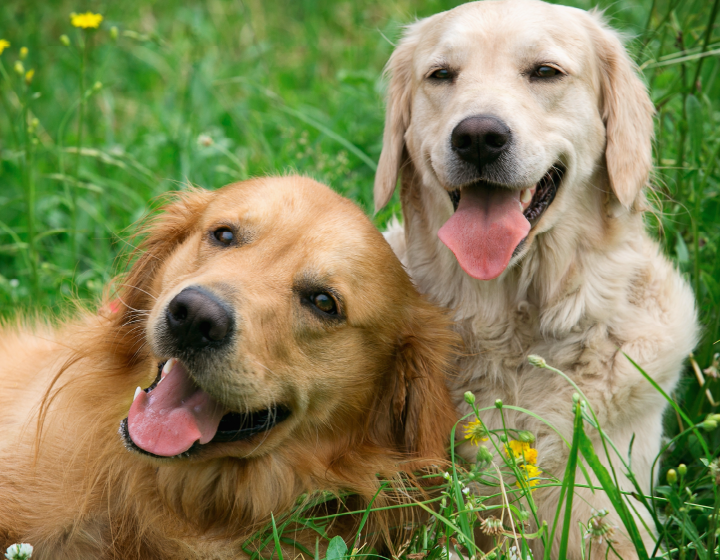 Two happy golden retrievers lying in a green meadow, surrounded by grass and wildflowers, enjoying a sunny day together.