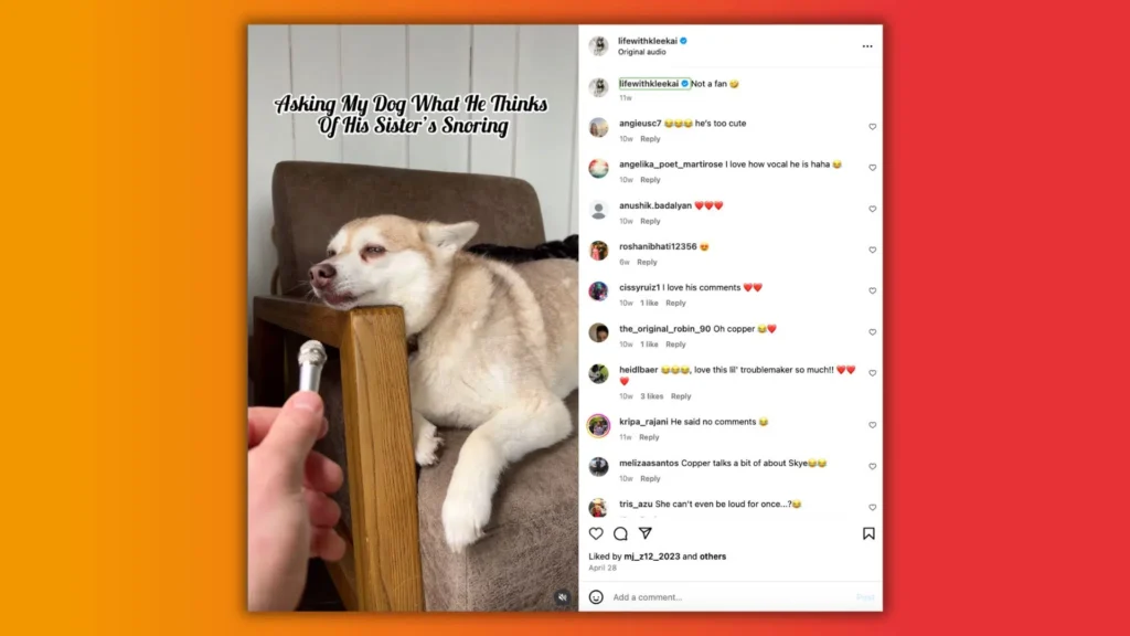 A dog rests its head on a wooden armrest, looking unimpressed, with text asking for its opinion on its sister's snoring.