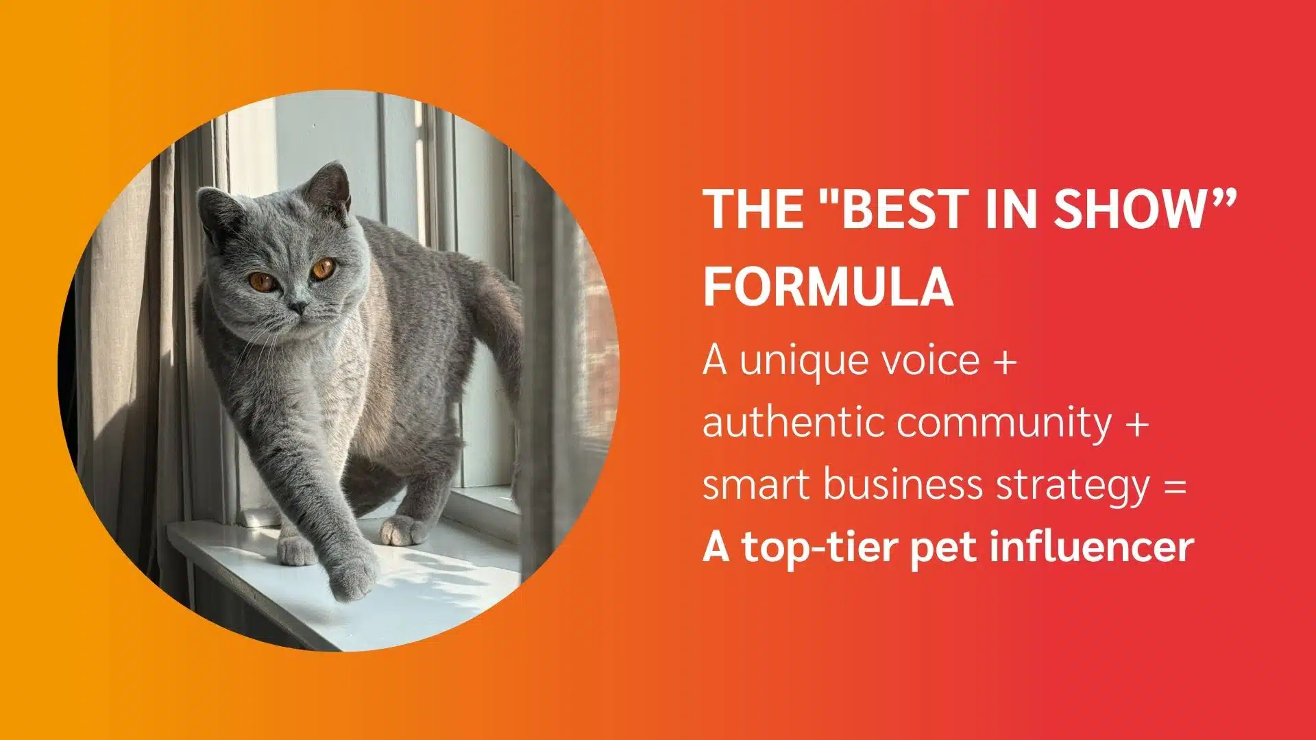 A gray cat with orange eyes walks on a windowsill, next to text about becoming a top-tier pet influencer through community and strategy.