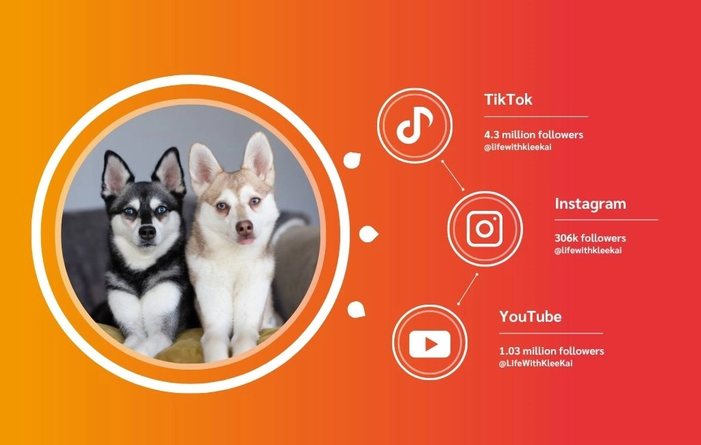 Two adorable dogs sit together, surrounded by vibrant orange and red graphics displaying social media follower counts and platforms.