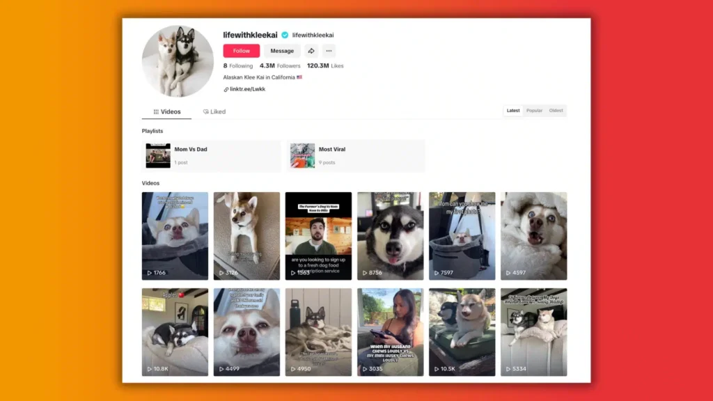 A dog featured on an Instagram page, showcasing a playful moment captured in a vibrant photo.