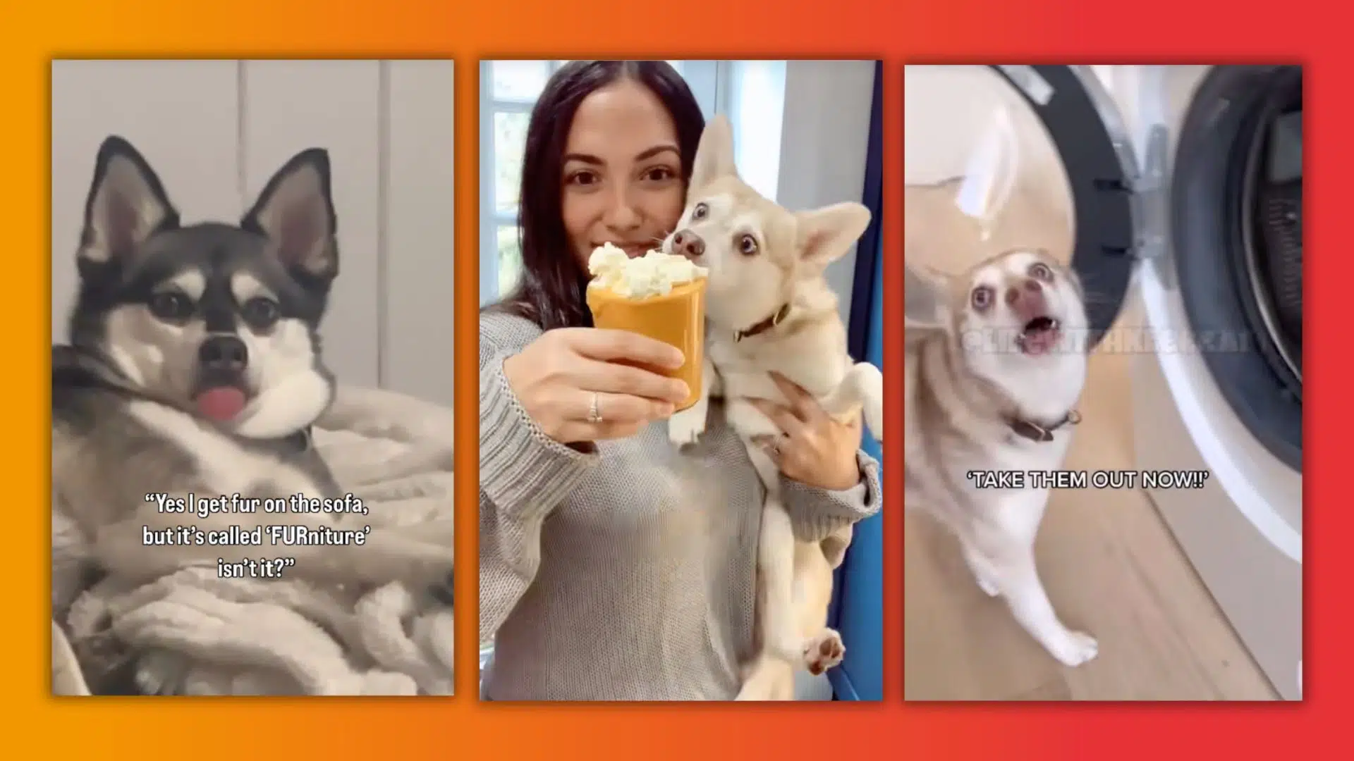 A montage featuring three images: a cozy dog on a sofa, a person with a cup and a curious dog, and a shocked dog near a washing machine.