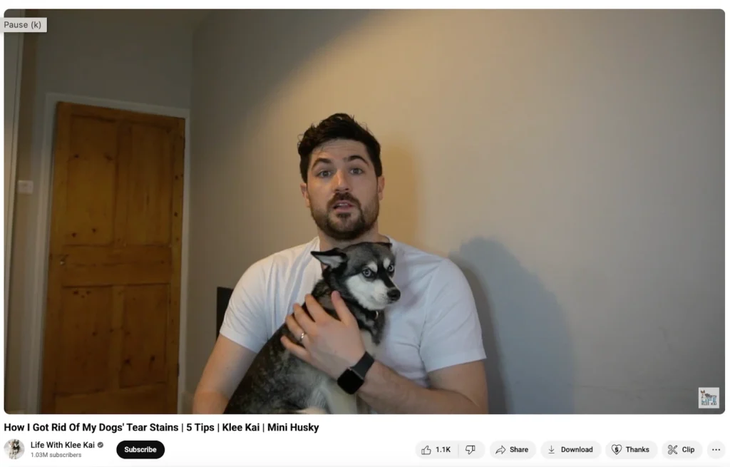A person sitting down holds a mini husky with striking blue eyes, sharing tips on dog care in a cozy indoor setting.