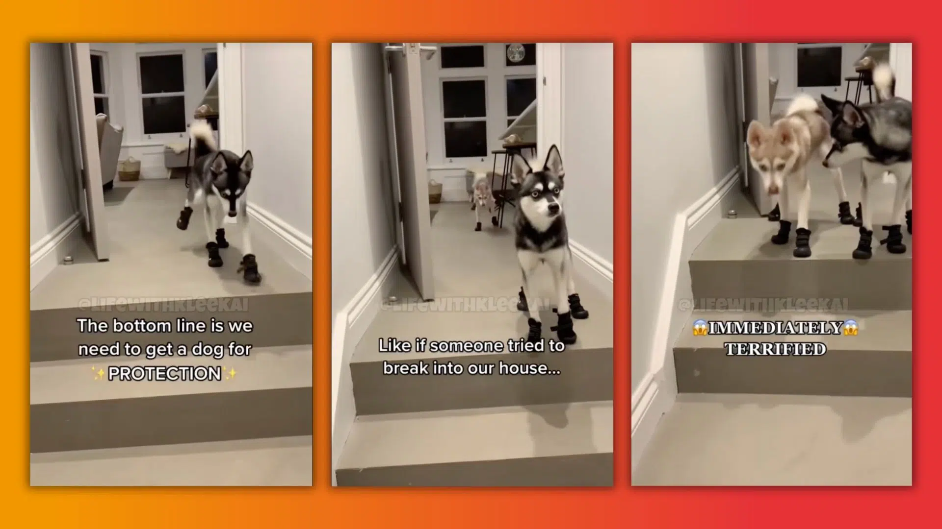 Two dogs descend stairs, one on a leash, showcasing a casual walk together.